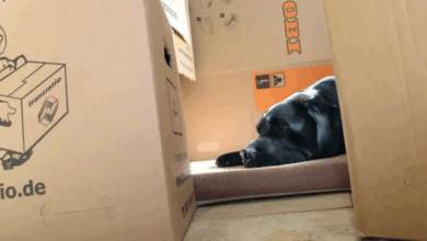 عشرة أشياء لا يمكن أن يسألك عنها أصحاب العقارات في ألمانيا كمستأجر